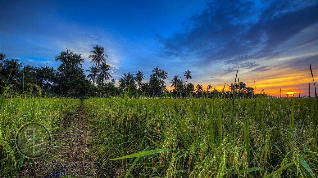 Perlis